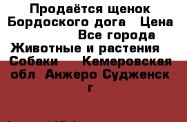 Продаётся щенок Бордоского дога › Цена ­ 37 000 - Все города Животные и растения » Собаки   . Кемеровская обл.,Анжеро-Судженск г.